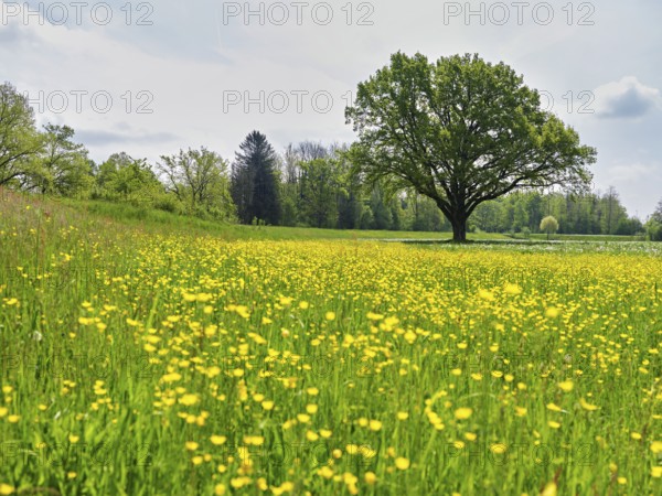English oak (Quercus robur), in meadow of flowering buttercup, Freiamt, Canton Aargau, Switzerland
