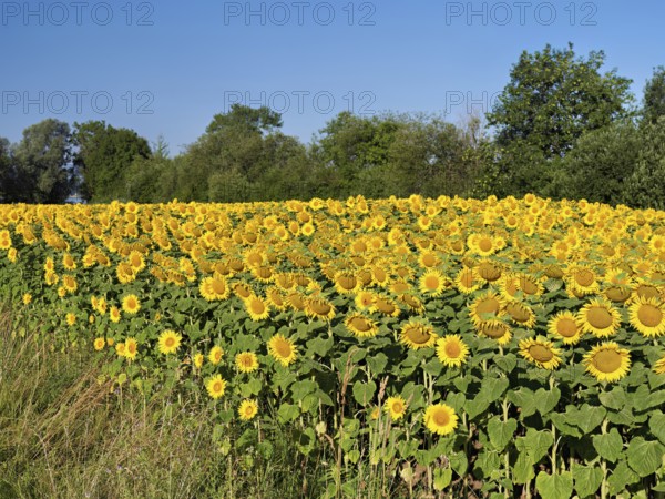 Field of flowering sunflowers (Helianthus annuus), Canton Zug, Switzerland