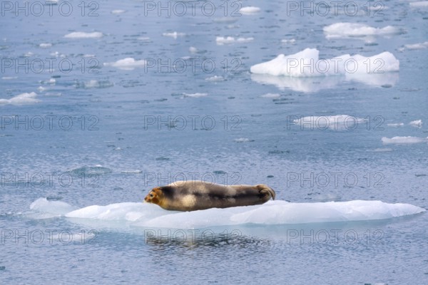 Bearded seal (Erignathus barbatus) on an ice floe, Lillienhöökbreen, Spitsbergen