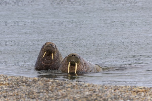 Two walruses (Rosmarus arcticus) in the water, Mammals (Mammalia), Eolusneset, Spitsbergen, Svalbard