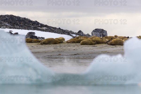 Group of walruses (Rosmarus arcticus) lying on the beach, drift ice, Mammals (Mammalia), Gravnesodden, Spitsbergen, Svalbard
