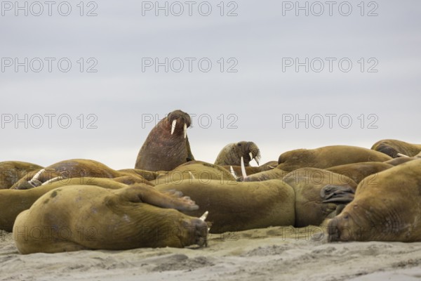 Group of walruses (Rosmarus arcticus) lying on the beach, Mammals (Mammalia), Gravnesodden, Spitsbergen, Svalbard