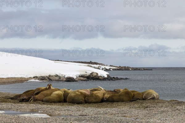 Group of walruses (Rosmarus arcticus) on the beach, Mammals (Mammalia), Eolusneset, Spitsbergen, Svalbard