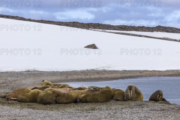 Group of walruses (Rosmarus arcticus) on the beach, snow, Mammals (Mammalia), Eolusneset, Spitsbergen, Svalbard
