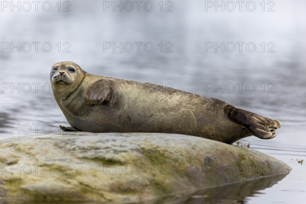 Harbour seal (Phoca vitulina) lying on a stone in the water, Mammals (Mammalia), Gravnesodden, Spitsbergen, Svalbard