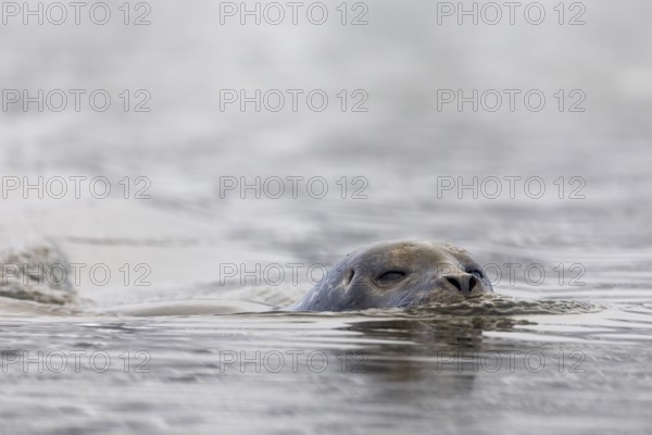 Harbour seal (Phoca vitulina) swimming in the water, Mammals (Mammalia), Gravnesodden, Spitsbergen, Svalbard