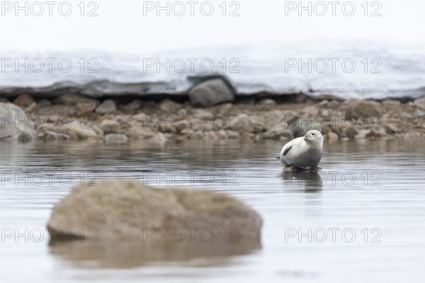 Harbour seal (Phoca vitulina) lying on a stone in the water, Mammals (Mammalia), Smeerenburgbreen, Spitsbergen, Svalbard