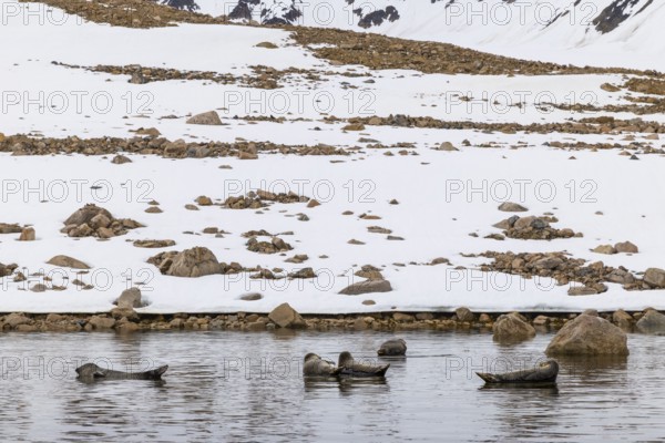 Group of harbour seals (Phoca vitulina) lying on stones in the water, Mammals (Mammalia), Smeerenburgbreen, Spitsbergen, Svalbard