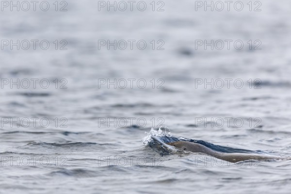 Harbour seal (Phoca vitulina) swimming in the water, Mammals (Mammalia), Spitsbergen, Svalbard