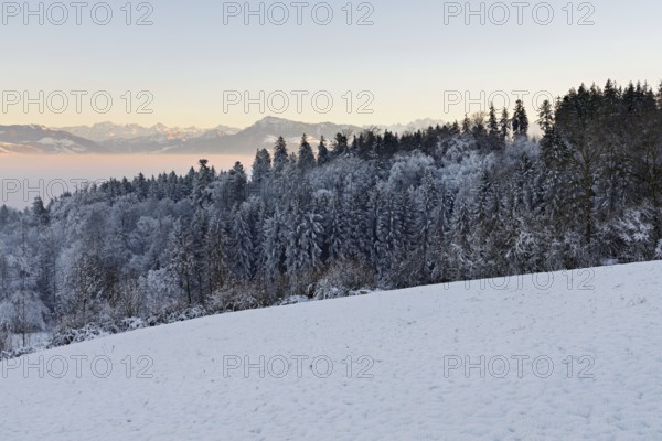 Freshly snow-covered forest, behind the Alps with Rigi, Horben, Freiamt, Canton Aargau, Switzerland