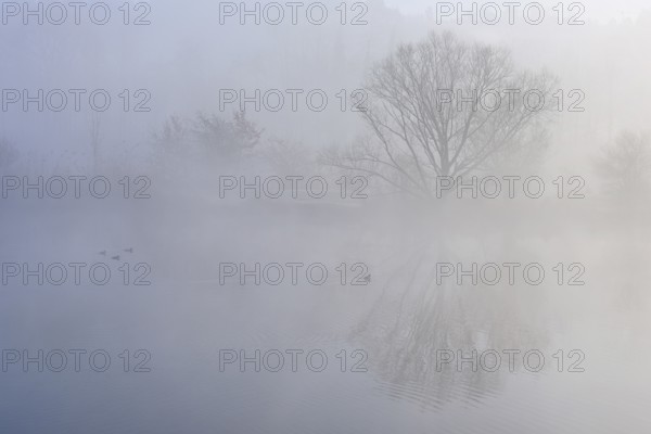 Trees in the fog are reflected in the Flachsee, Reusstal nature reserve, Freiamt, Canton Aargau, Switzerland
