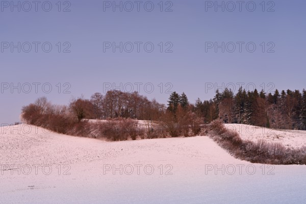 Hedge in snow-covered landscape, Hohenrain, Seetal, Canton Lucerne, Switzerland