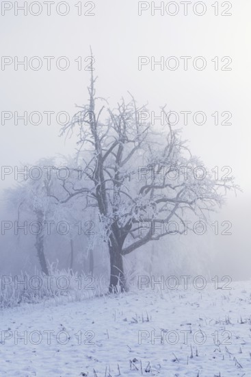 Shrubs and trees in hoarfrost and fog, Horben, Lindenberg, Freiamt, Canton Aargau, Switzerland