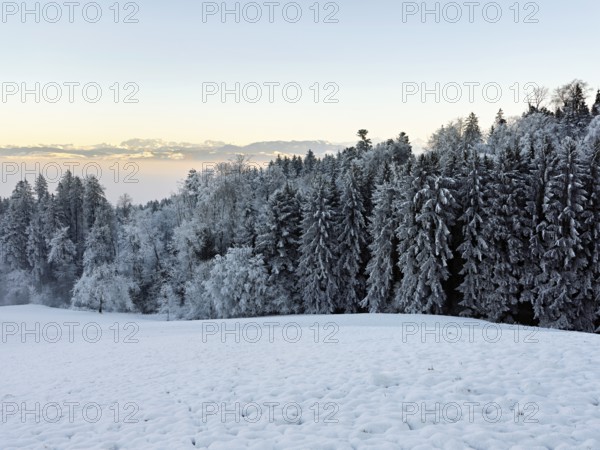 Freshly snow-covered forest, behind the Alps, Horben, Freiamt, Canton Aargau, Switzerland