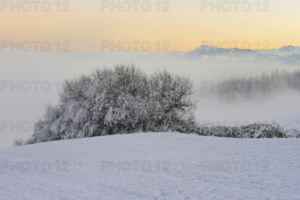 Hedge in a freshly snow-covered landscape, behind the Rigi shrouded in mist, Horben, Freiamt, Canton Aargau, Switzerland