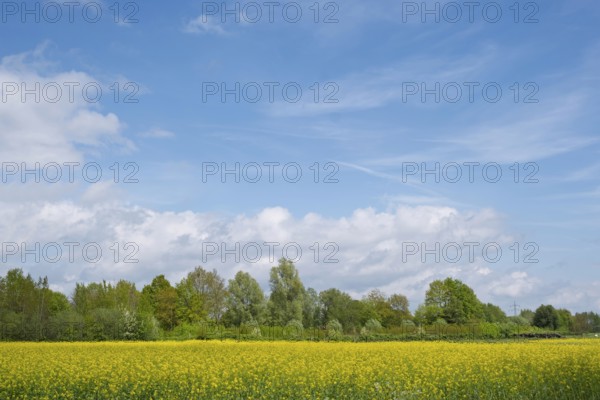 Rape field in bloom (Brassica napus), Münsterland, North Rhine-Westphalia, Germany