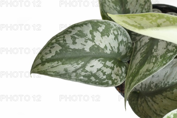 Leaf of exotic 'Scindapsus Pictus Exotica' or 'Satin Pothos' houseplant with velvet texture and silver spot pattern on white background