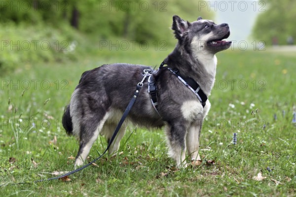 Cute Frusky (French Bulldog x Siberian Husky) dog mix with Y-shaped harness