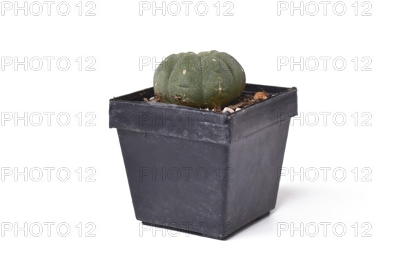 Side view of small 'Matucana Madisoniorum' cactus plant in flower pot on white background