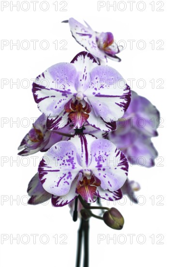 Close up of two colored purple and white flowers of 'Phalaenopsis Magic Art' orchid on white background