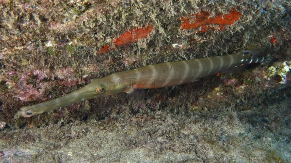 Elongated fish with camouflage optics, Atlantic cornetfish (Aulostomus strigosus), nestling against a rock face. Dive site Cueva del Tiburon, Las Galletas, Tenerife, Canary Islands, Spain