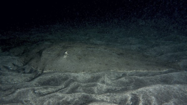 A camouflaged butterfly ray (Gymnura altavela) lies on the sandy seabed at night. Dive site Playa, Los Cristianos, Tenerife, Canary Islands, Spain