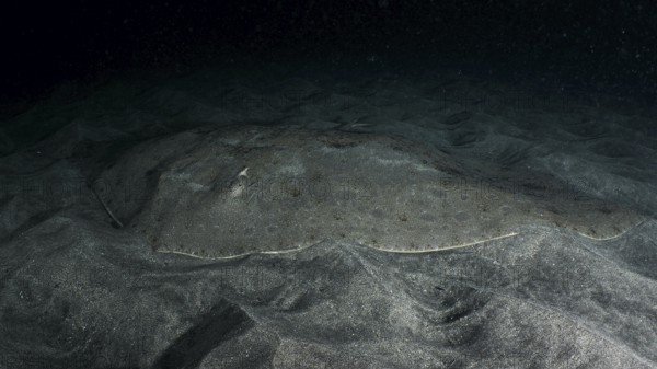 A butterfly ray (Gymnura altavela) on the sandy seabed at night, barely visible due to camouflage. Dive site Playa, Los Cristianos, Tenerife, Canary Islands, Spain