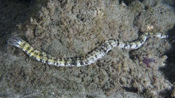 A snake sea cucumber (Euapta lappa), sea cucumber, slithers across the sandy seabed. Dive site Playa, Los Cristianos, Tenerife, Canary Islands, Spain
