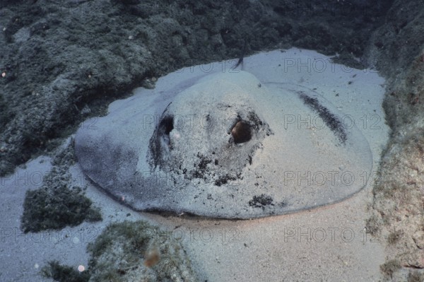 Large round stingray (Taeniura grabata), well camouflaged, resting on the sandy seabed, Los Champignones dive site, Las Galletas, Tenerife, Canary Islands, Spain