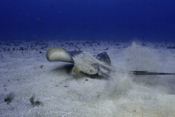 Round stingray (Taeniura grabata) stirring up sand as it moves across the seabed, Los Champignones dive site, Las Galletas, Tenerife, Canary Islands, Spain