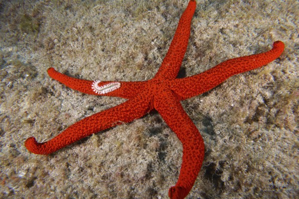 A bright red starfish (Echinaster sepositus) lies spread out on the sandy bottom. A fire bristle worm (Hermodice carunculata) lies on one arm. Dive site Bufadero, Palm Mar, Tenerife, Canary Islands, Spain