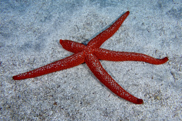 Red starfish (Echinaster sepositus) with five outstretched arms lying on a sandy bottom. Dive site Bufadero, Palm Mar, Tenerife, Canary Islands, Spain