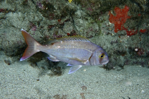 Silver fish with conspicuous tail, red seabream (Pagellus erythrinus), swimming in front of a rock, Los Champignones dive site, Las Galletas, Tenerife, Canary Islands, Spain