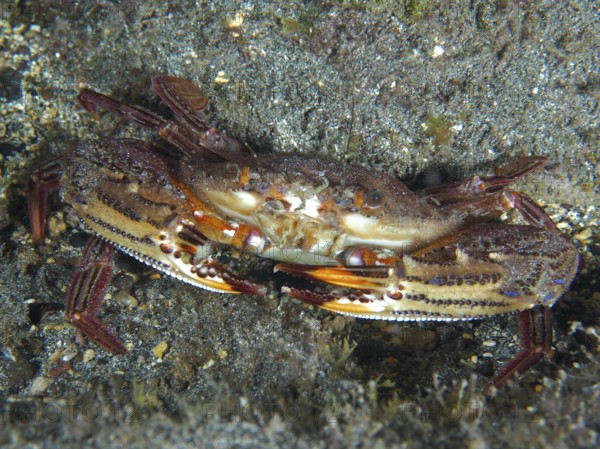 Large crab with patterned carapace, red swimming crab (Cronius ruber), lies on rocky seabed. Dive site Playa, Los Cristianos, Tenerife, Canary Islands, Spain