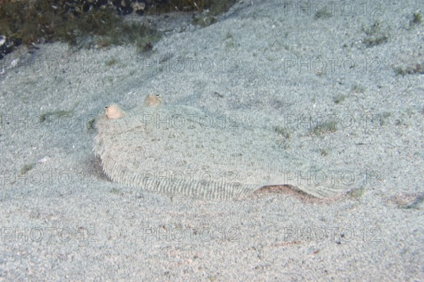 Wide-eyed turbot (Bothus podas maderensis), flounder, with a speckled body lies well camouflaged on a sandy bottom. Dive site Montana Amarilla, Costa del Silencio, Tenerife, Canary Islands