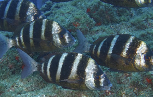 Shoal of striped fish, zebra bream (Diplodus cervinus cervinus), swimming close to the seabed, Los Champignones dive site, Las Galletas, Tenerife, Canary Islands, Spain