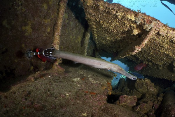 An Atlantic cornetfish (Aulostomus strigosus) swims near a shipwreck with rusty structures. Dive site Wreck of the Condesito, Las Galletas, Tenerife, Canary Islands