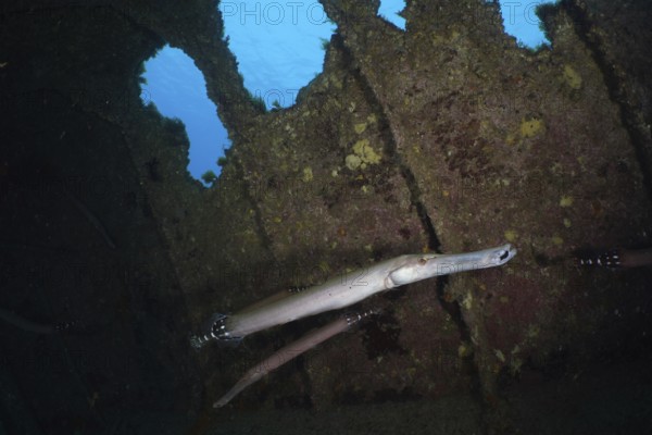 A slender fish, Atlantic cornetfish (Aulostomus strigosus), swims near an old shipwreck in azure blue water. Dive site Wreck of the Condesito, Las Galletas, Tenerife, Canary Islands