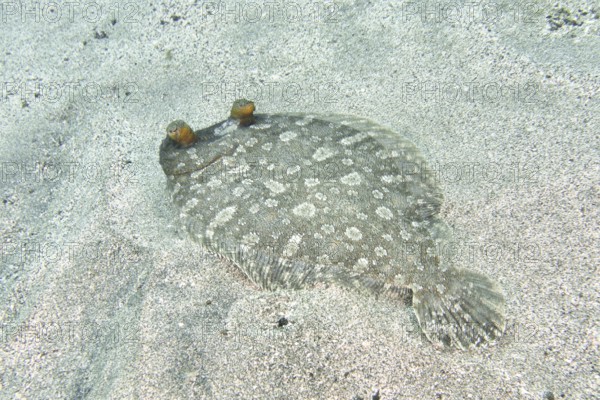 A flounder, wide-eyed turbot (Bothus podas maderensis) with a spotted pattern on the seabed. Dive site Montana Amarilla, Costa del Silencio, Tenerife, Canary Islands
