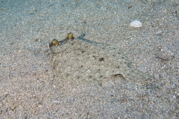 Wide-eyed turbot (Bothus podas maderensis), flounder, with protruding eyes, well camouflaged on the sandy seabed. Dive site Roca Jolia, Las Galletas, Tenerife, Canary Islands, Spain
