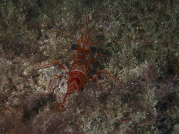 Red and white dancing shrimp (Cinetorhynchus rigens) on the seabed between algae. Dive site Playa, Los Cristianos, Tenerife, Canary Islands, Spain