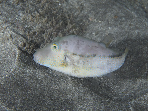 A pointed pufferfish (Canthigaster rostrata) on the sandy seabed at night. Dive site Playa, Los Cristianos, Tenerife, Canary Islands, Spain
