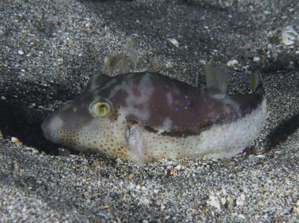 A pointed head pufferfish (Canthigaster rostrata) sits in the sandy area, conspicuous by its blue pattern and a green spot. Dive site Playa, Los Cristianos, Tenerife, Canary Islands, Spain