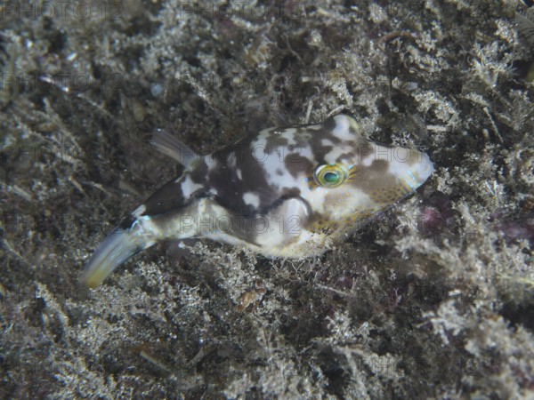 A camouflaged pointed pufferfish (Canthigaster rostrata), embedded in algae on the seabed, shows its characteristic pattern. Dive site Playa, Los Cristianos, Tenerife, Canary Islands, Spain