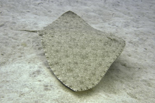 A butterfly ray (Gymnura altavela) swims above the sandy seabed, beautiful pattern. Dive site Cueva de las Morenas, Palm Mar, Tenerife, Canary Islands, Spain