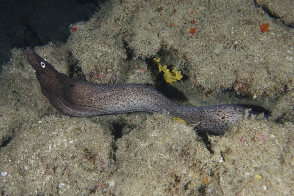 A Muraena augusti (Muraena augusti) meanders between algae-covered rock formations in the dark sea, Los Champignones dive site, Las Galletas, Tenerife, Canary Islands, Spain