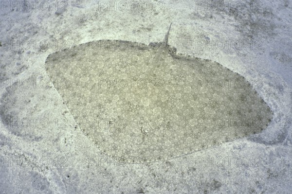 A butterfly ray (Gymnura altavela), perfectly camouflaged, lies on a sandy bottom in clear water. Dive site Cueva de las Morenas, Palm Mar, Tenerife, Canary Islands, Spain