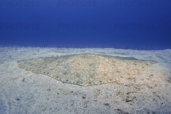 A butterfly ray (Gymnura altavela) rests peacefully on the sandy bottom in the blue water. Dive site Cueva de las Morenas, Palm Mar, Tenerife, Canary Islands, Spain