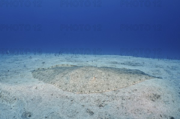 A butterfly ray (Gymnura altavela) on the seabed under clear blue water during the day. Dive site Cueva de las Morenas, Palm Mar, Tenerife, Canary Islands, Spain
