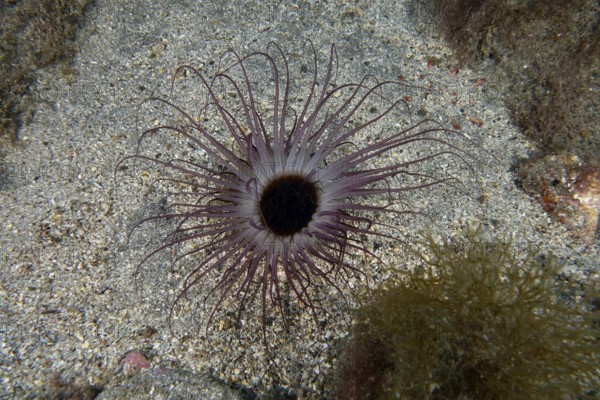 A cylindrical rose (Pachycerianthus) spreads its tentacles on the sandy seabed. Dive site Bufadero, Palm Mar, Tenerife, Canary Islands, Spain